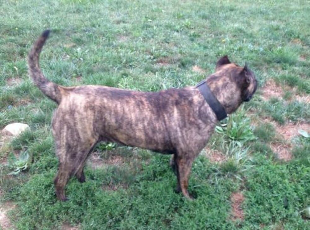 ANYA DE GUARDIAN BULL 1