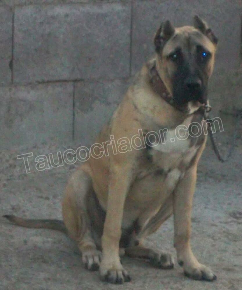 OSO DE TAUCO 1