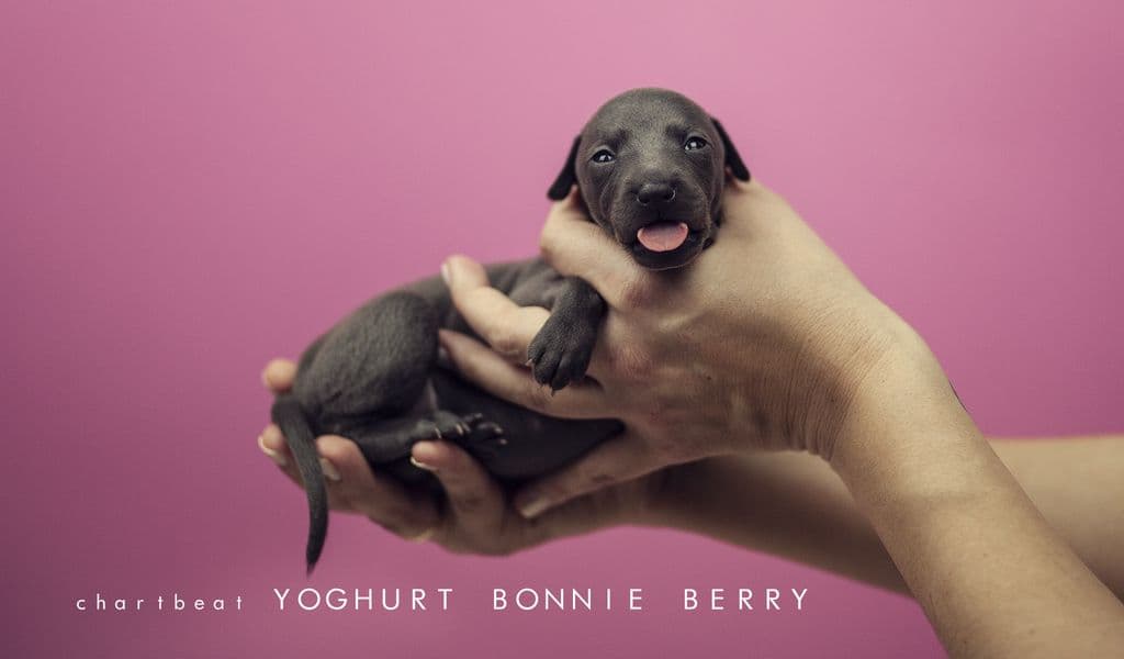 Chartbeat Yoghurt Bonnie Berry 1