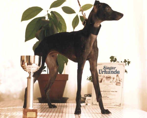 Gingillo Italica 1