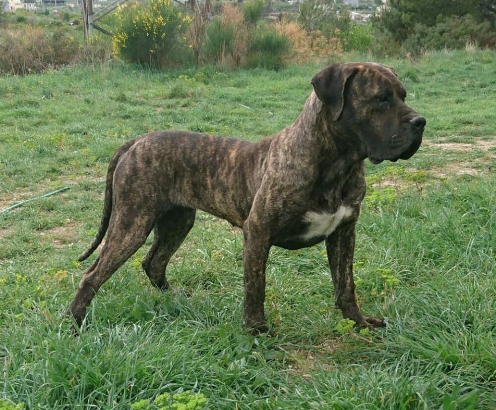JACINTA DE SPALATO BULL 1