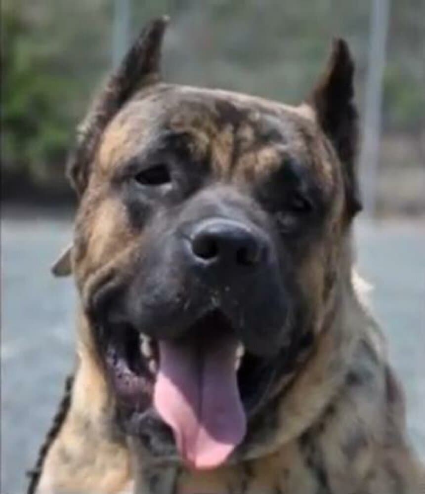 HERCULES DI DRAGO CANARIO (BRUNO) 1