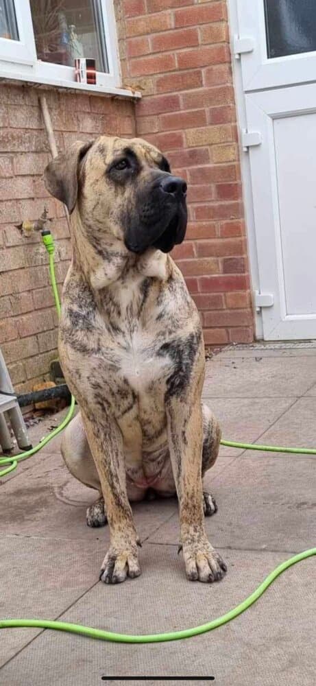 BOSS BULL CANARIO WILLOW 1