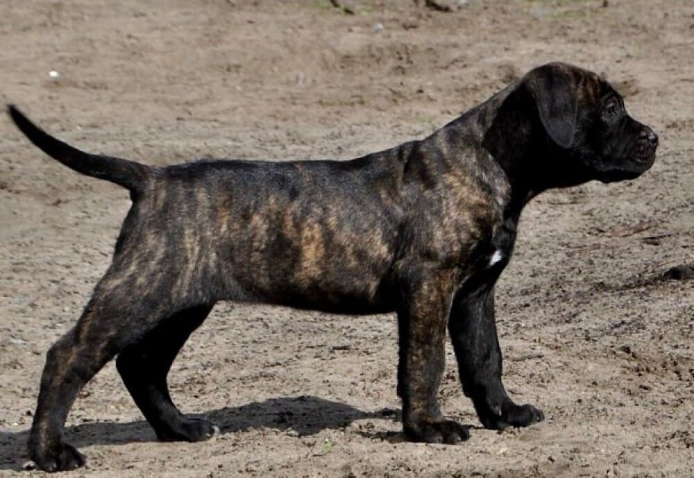 PERROS CANARIOS OROS ESTA 1