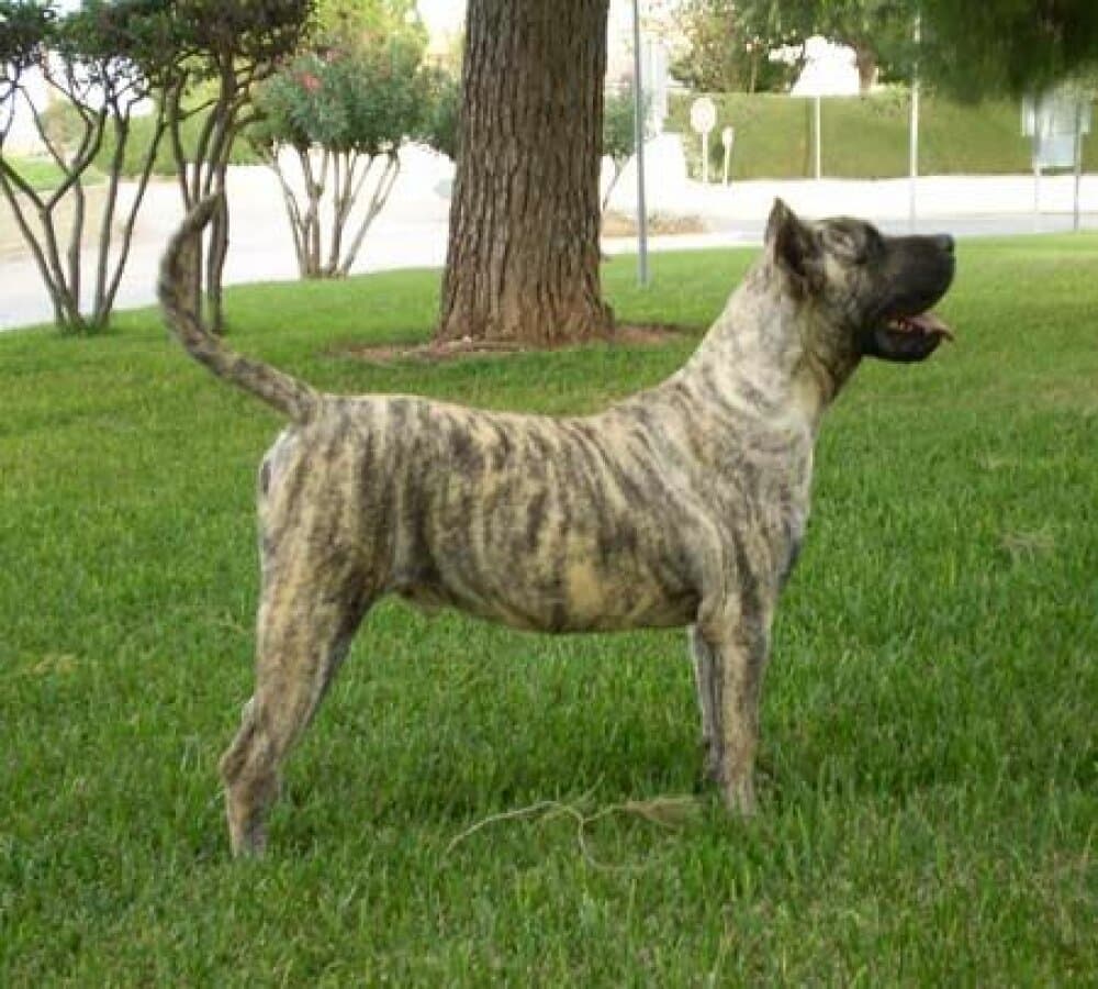 YO DE DOG REAL 1
