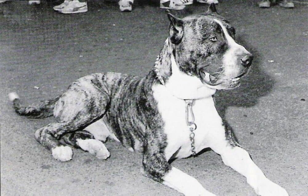 ZORBA 1