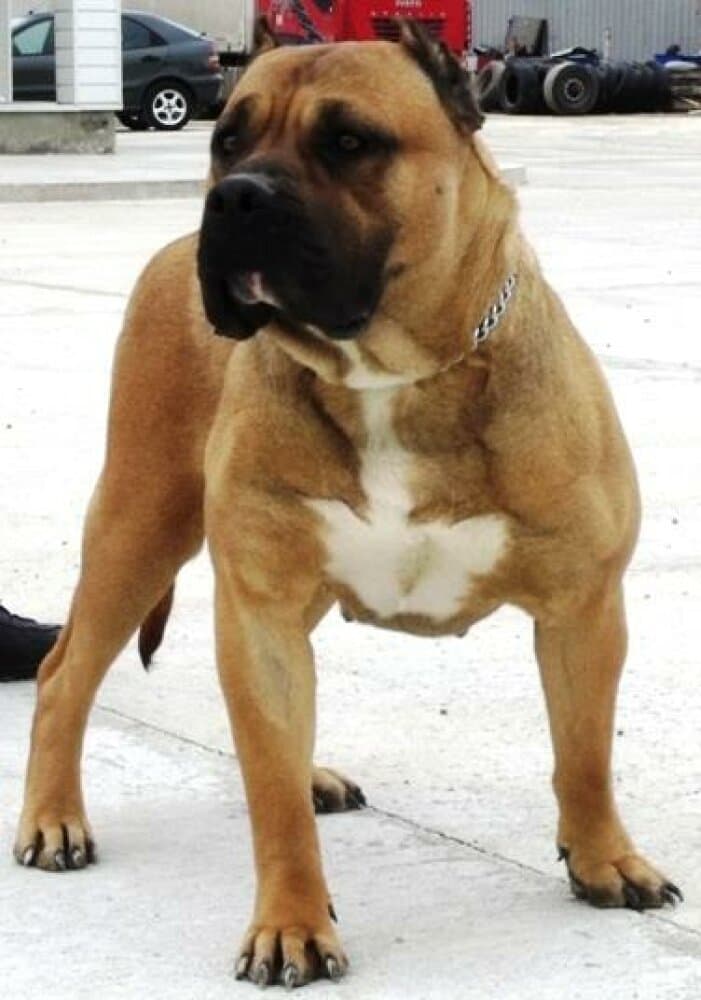 FJAKA DE SPALATO BULL 1