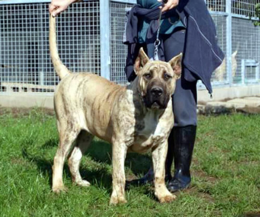 BOSS BULL CANARIO TINA 1