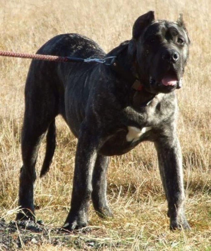BEHEMOTH BALUARTE DE LOS PERROS 1