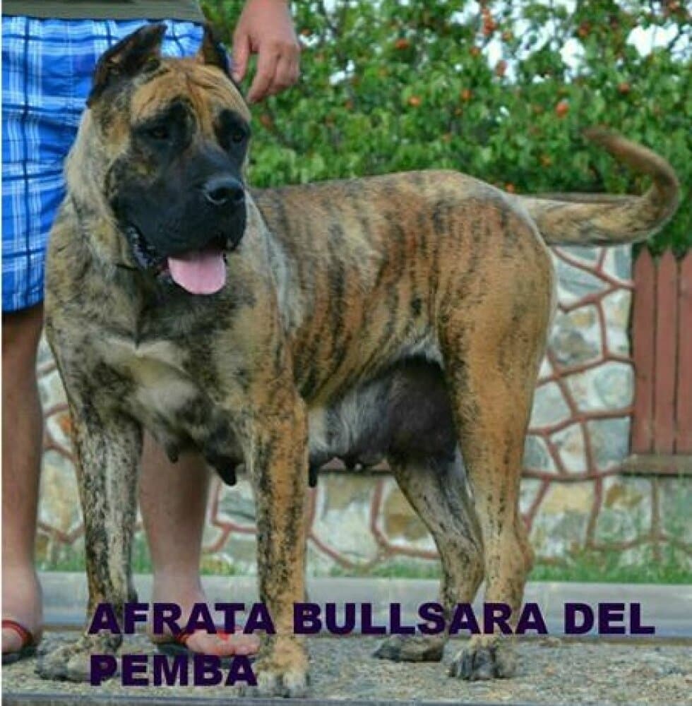 AFRATA BULLSARA DEL PEMBA 1