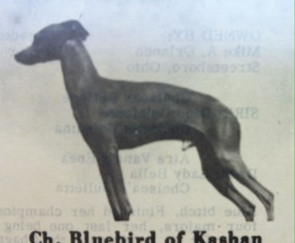 Bluebird Of Kashan 1