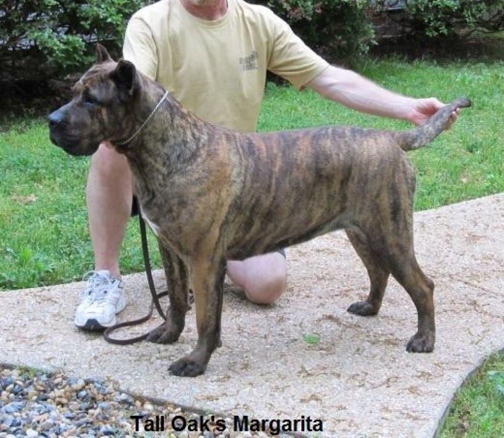 TALL OAK'S MARGARITA 1