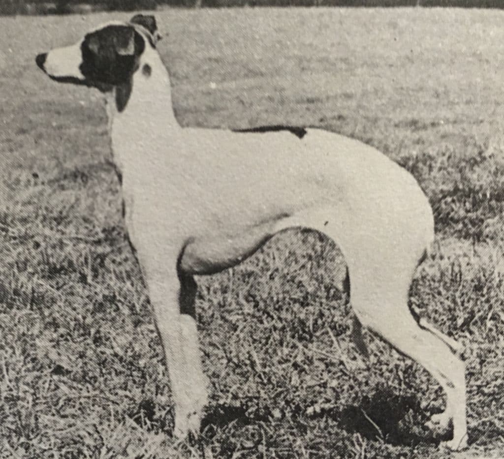 Chipwil's Chantilly 1