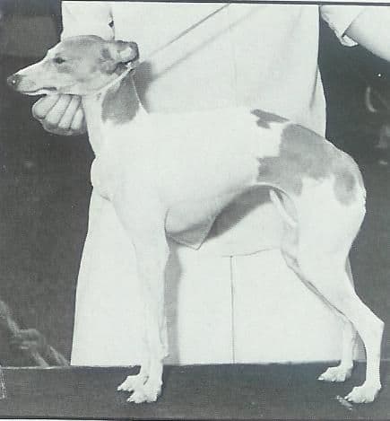 Sugarfoot Of Wingate 1