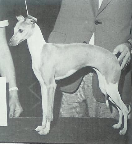 Dasa's Arabella D'Leewayne 1