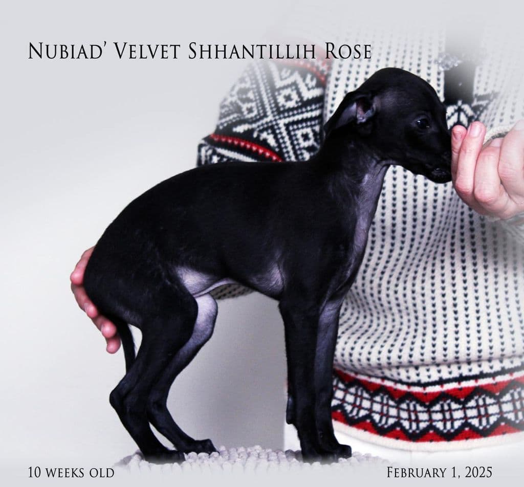 Nubiad' Velvet Shantillih Rose 1