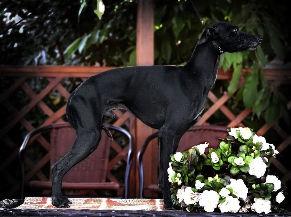 Magic For House Of Hounds Du Domaine De Chanteloup 1