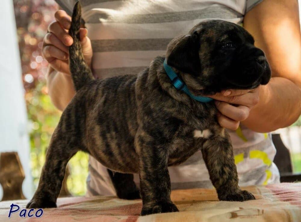 PACO DE TIERRA GRANCAN 1