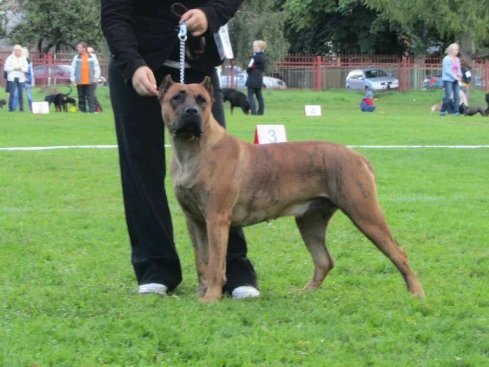 RIVA BALUARTE DE LOS PERROS 1