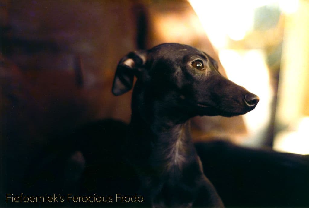 Fiefoerniek's Ferocious Frodo 1