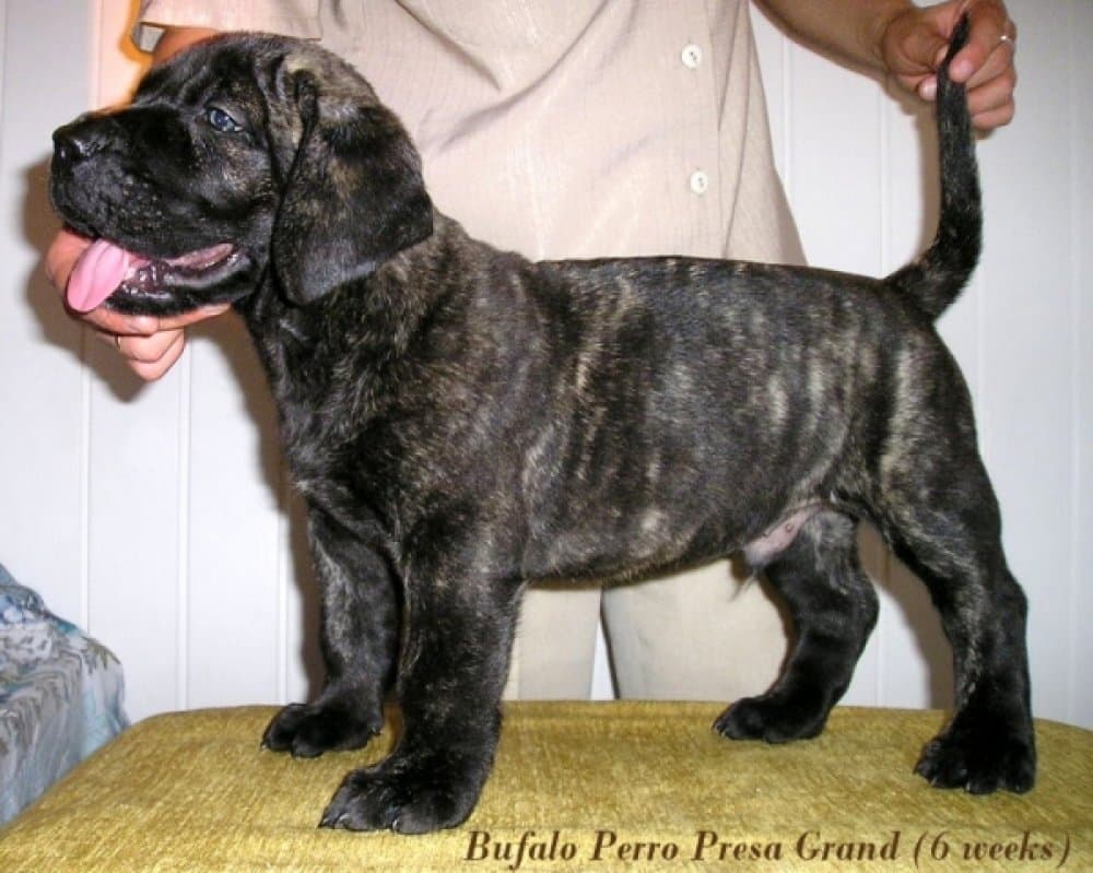 BUFALO PERRO PRESA GRAND 1