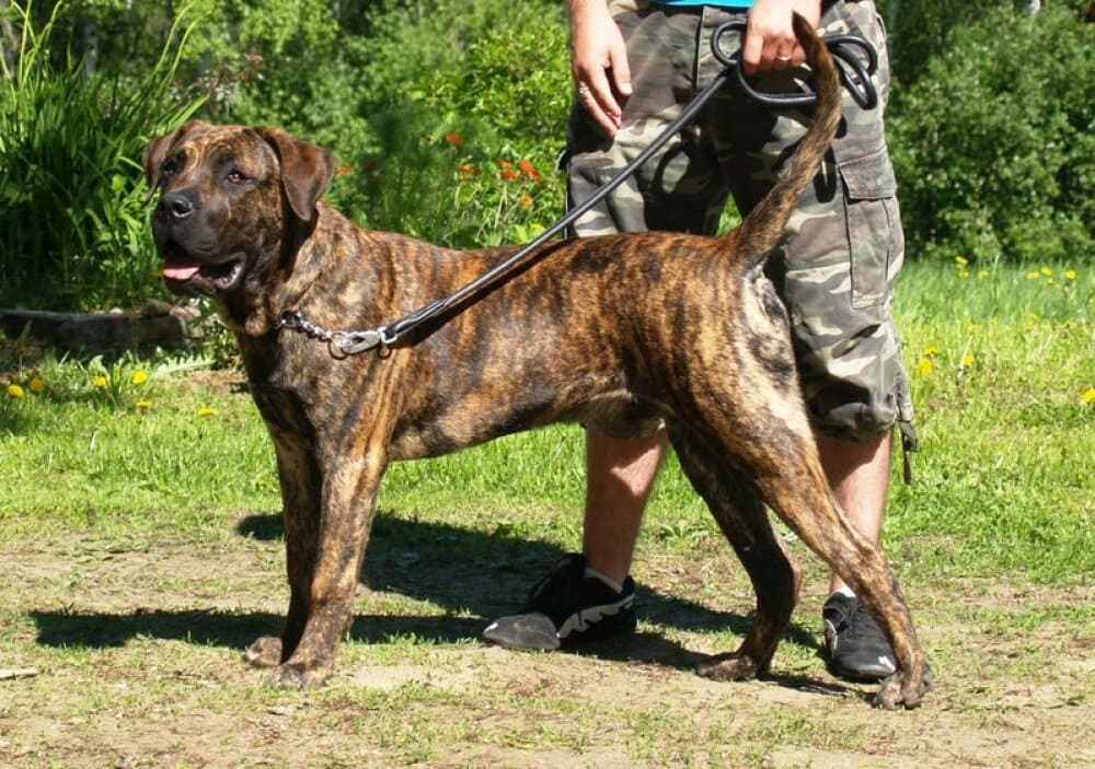 ARATHORN DE SOBRESALIR 1