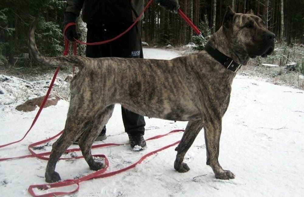 CERA BALUARTE DE LOS PERROS 1