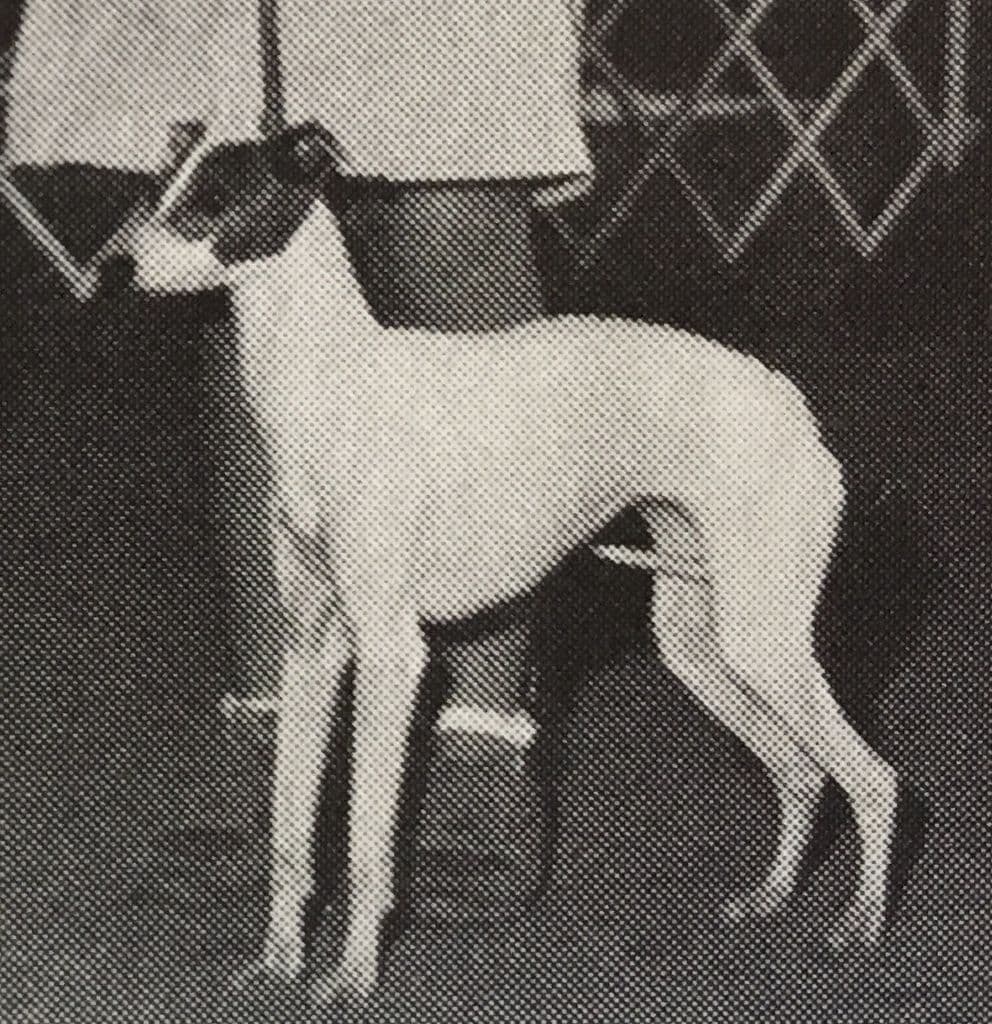 Dasa's Sophia 1