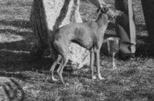 Tamoretta Tanzaro 1