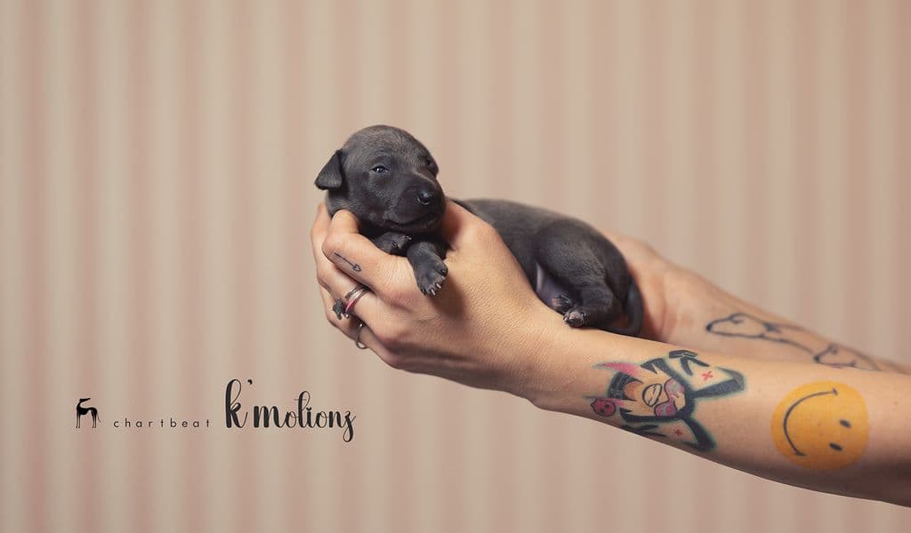 Chartbeat K'Motionz 1