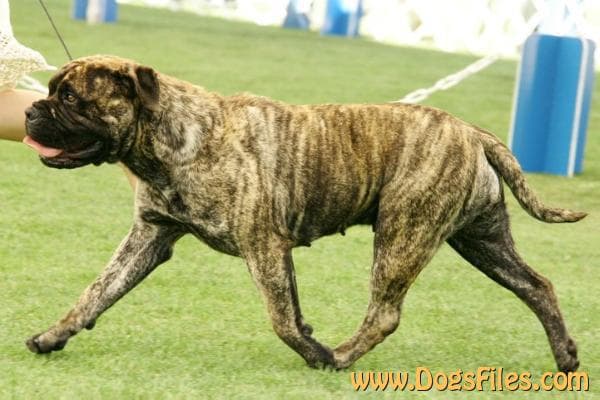 BULLSTOCK'S SWEET CHILEAN HEAT 1