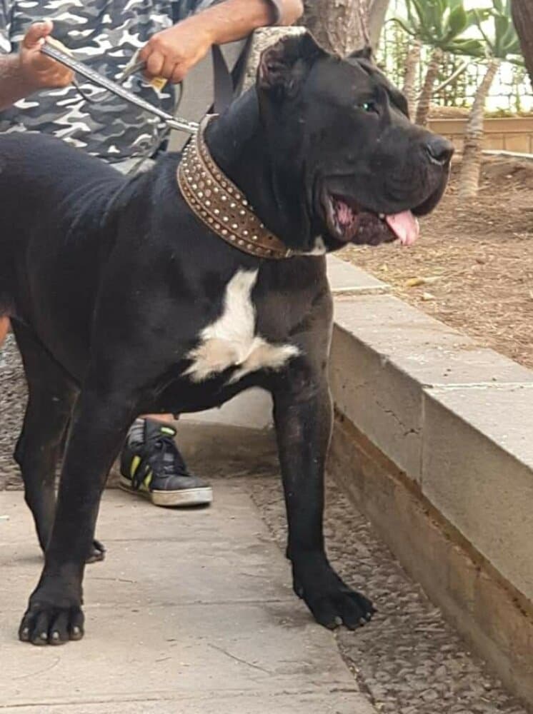 KIARA DE ANAGA 1