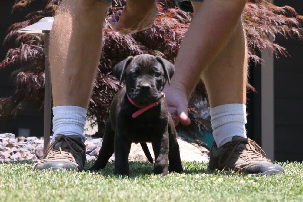 W'PEPPER DE CABEZA GRANDE 1