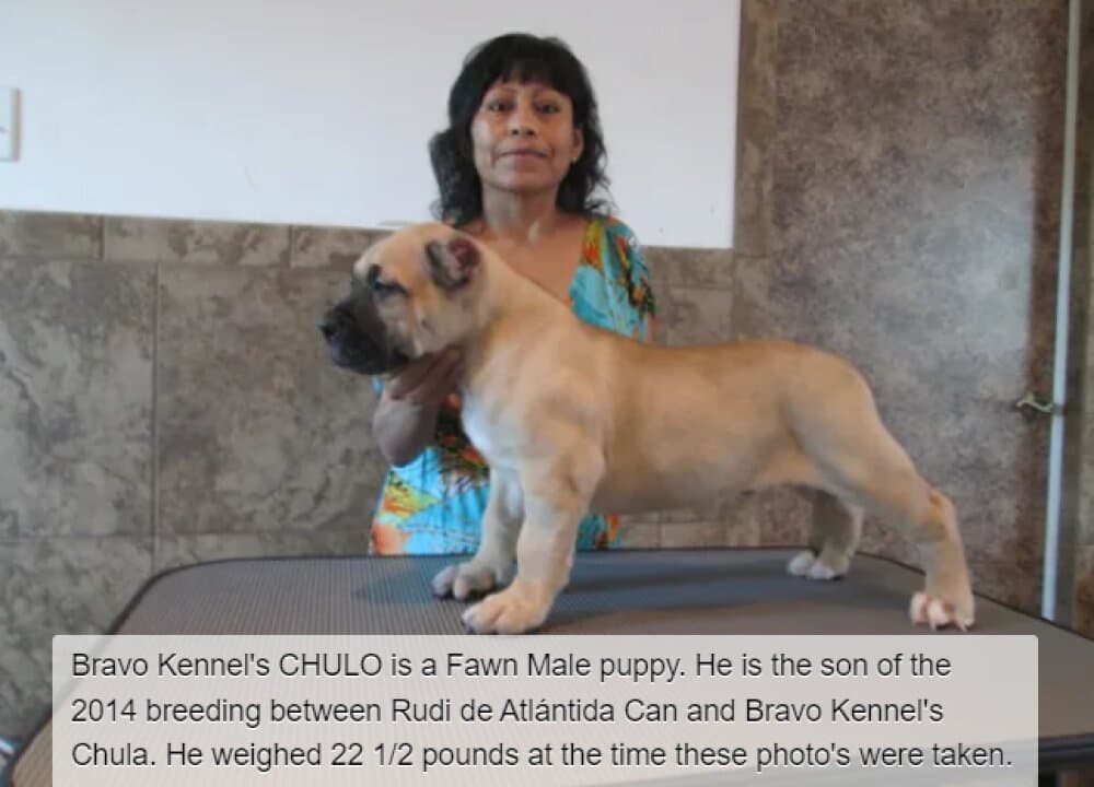 BRAVO KENNEL’S CHULO 1