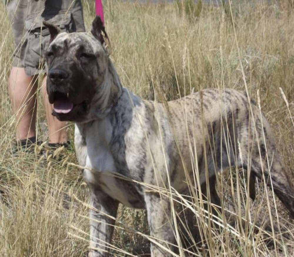 REINA DE IMPERIAL CAN 1