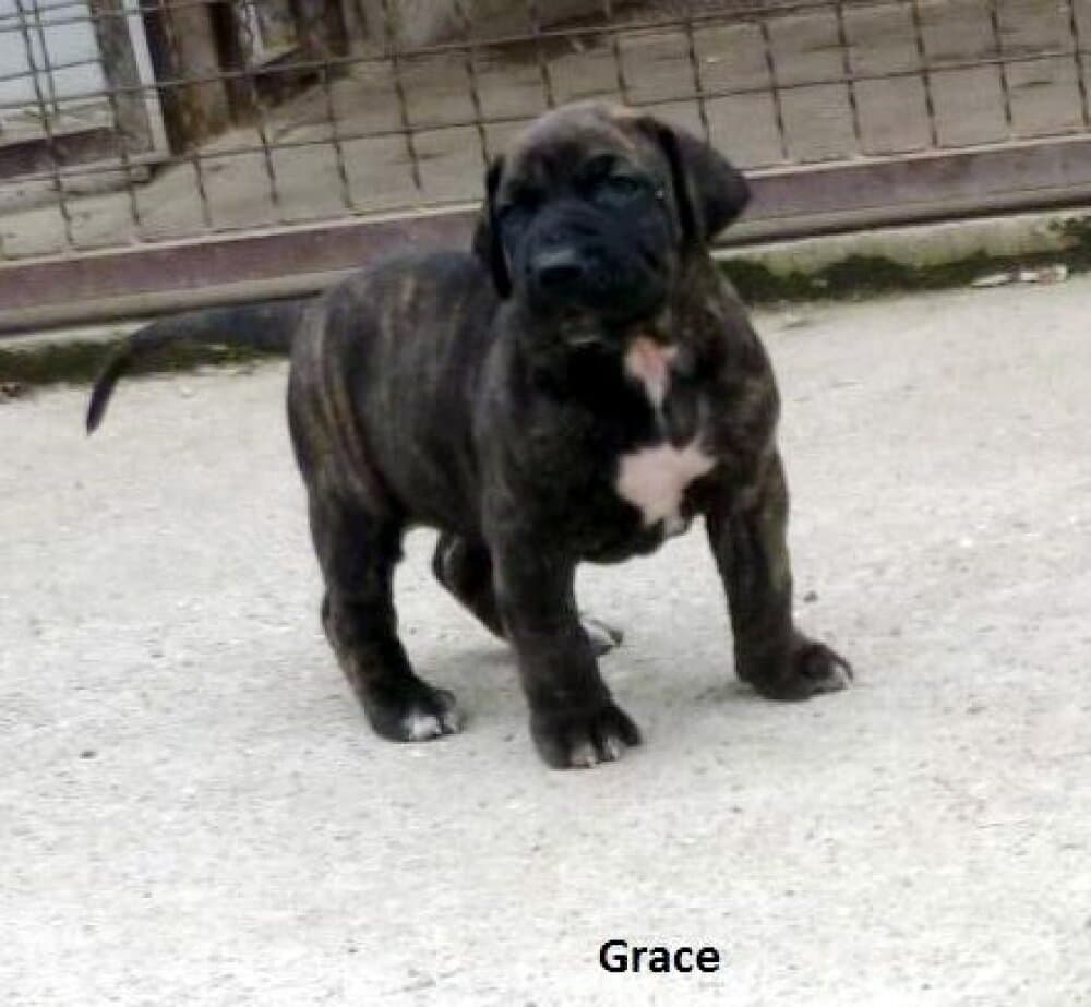 GRACE GOLDENWINGS 1