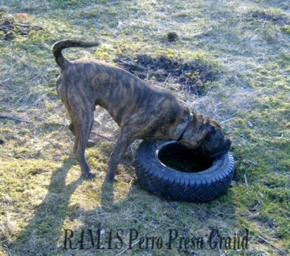 RAMAS PERRO PRESA GRAND (VITO) 1