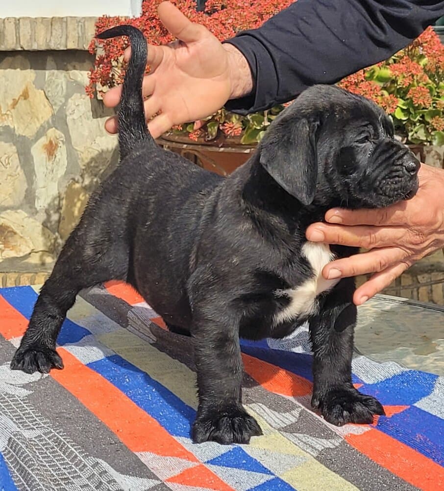 ONUBA DE GOJICAN ROSALES 1