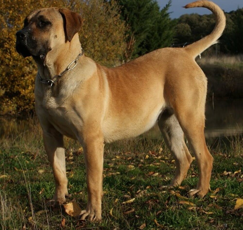 PEGUI DE BARNACAN BULL 1