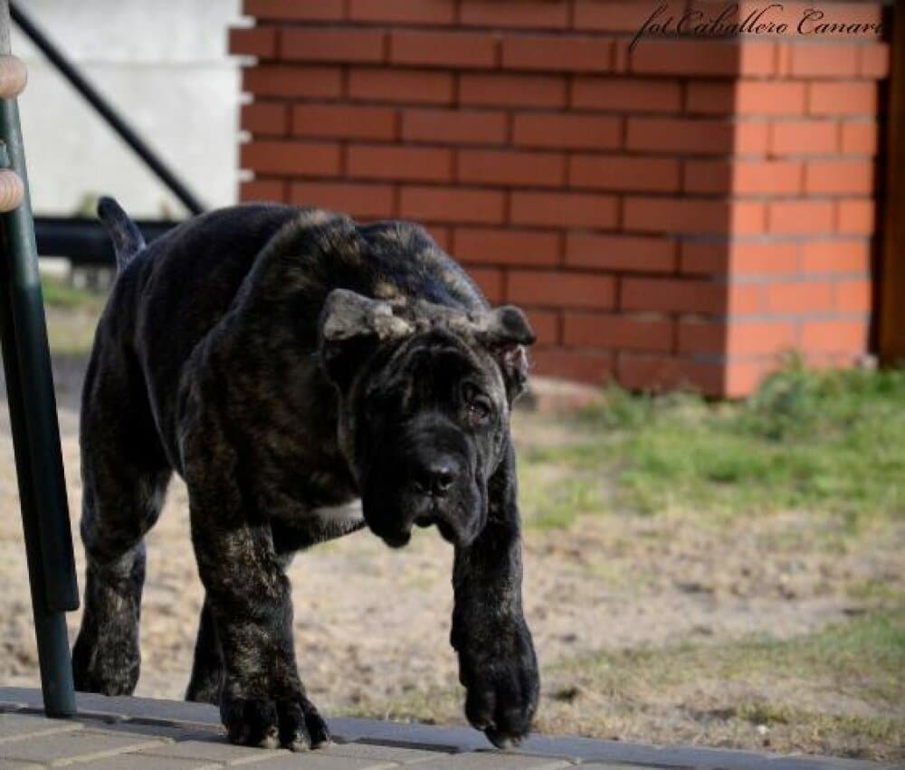 BAHAMA CABALLERO CANARIO 1