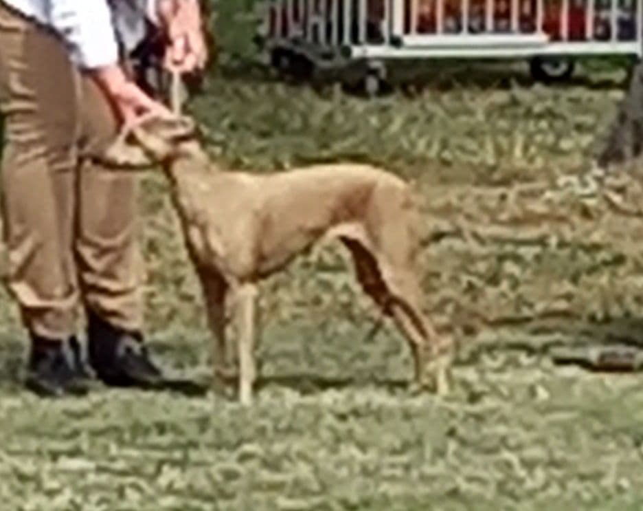 Funhund Heaven Sent 1