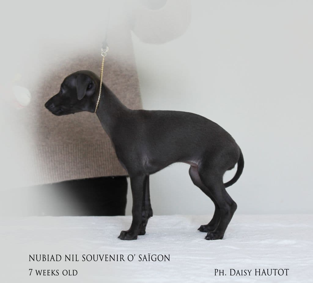 Nubiad Nil Souvenir O'Saïgon 1