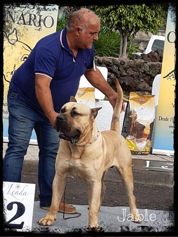 JABLE DEL DORADO 1