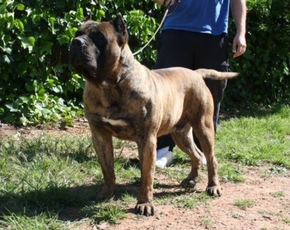 MURDOK DE GUADALCAN 1