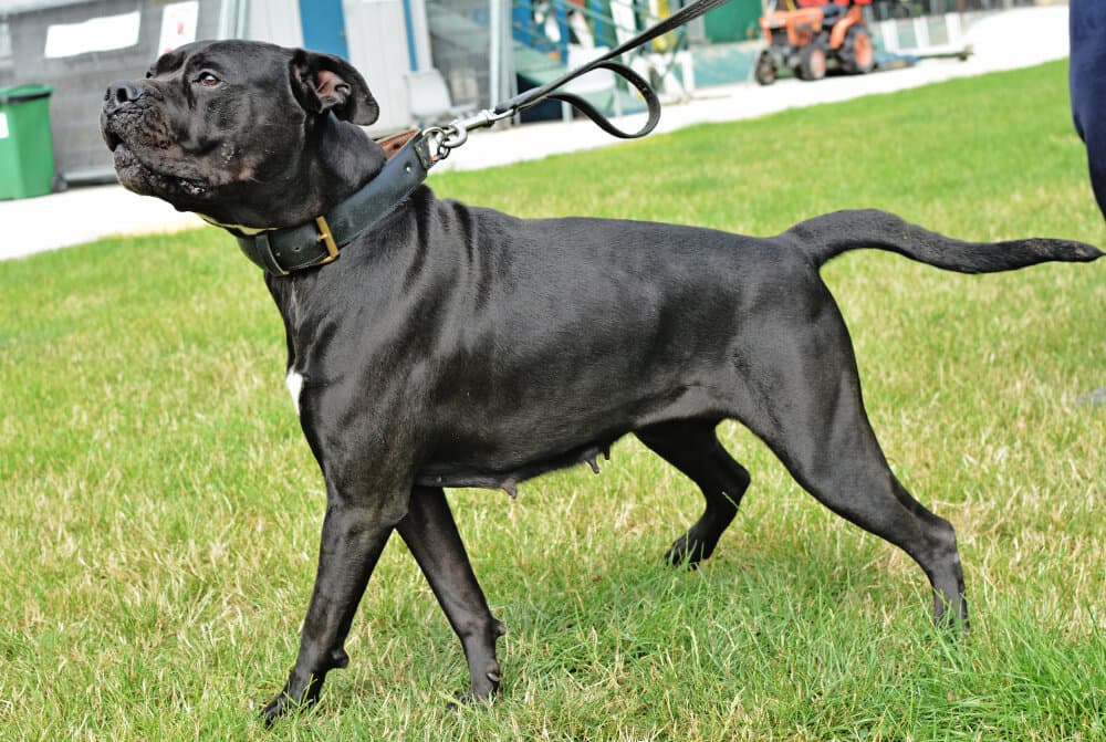 BLACK STUFF PRESA ROXI 1