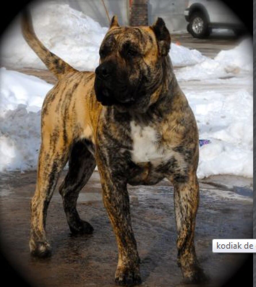 KODIAK DE CANARIAN BULL 1