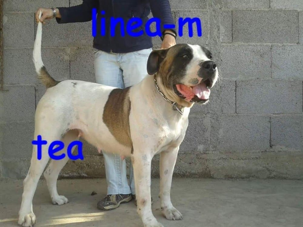 TEA DE LINEA M 1