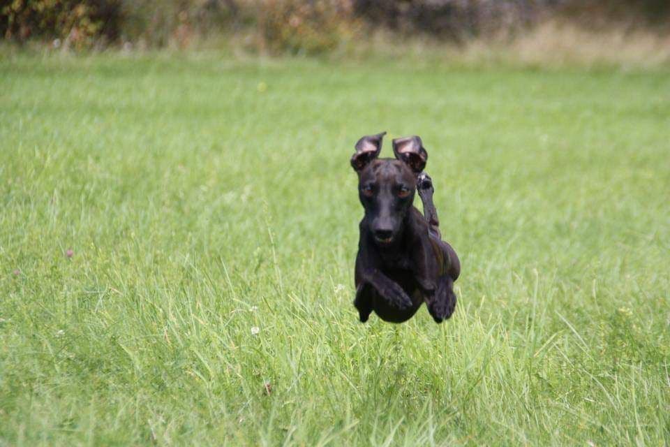 Augustimåne's Bob Hund 1