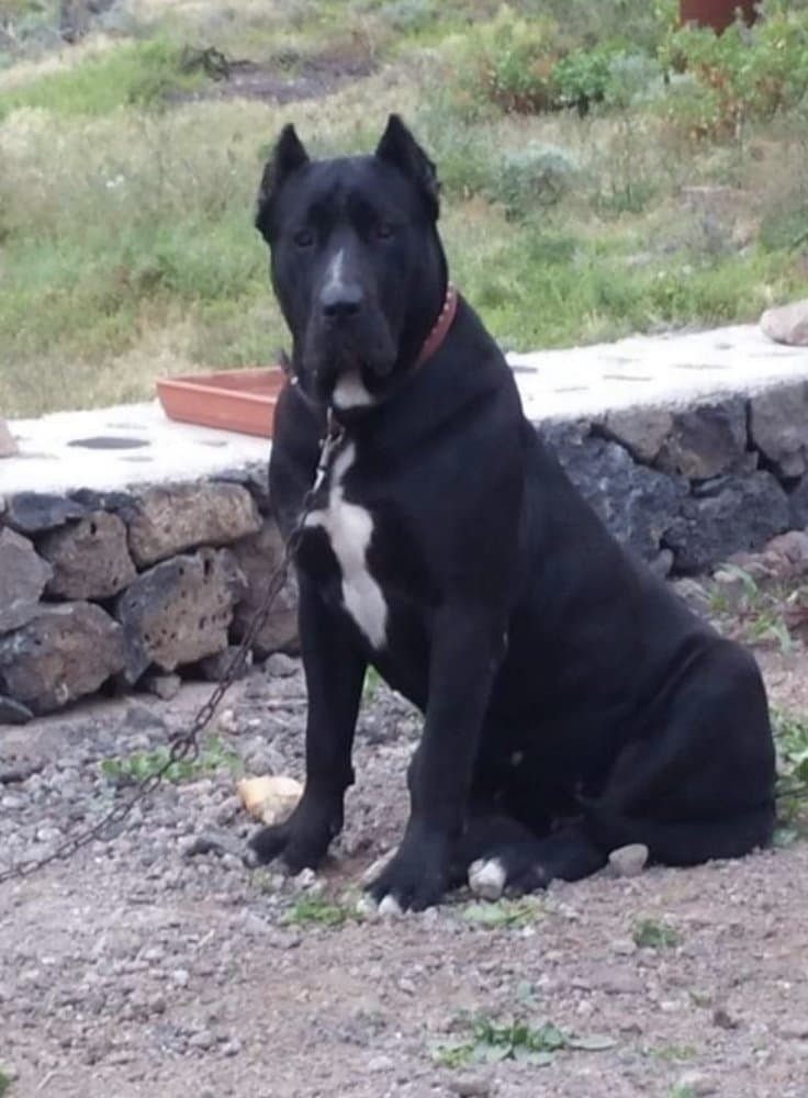 NEGRA DE LINEA M 1