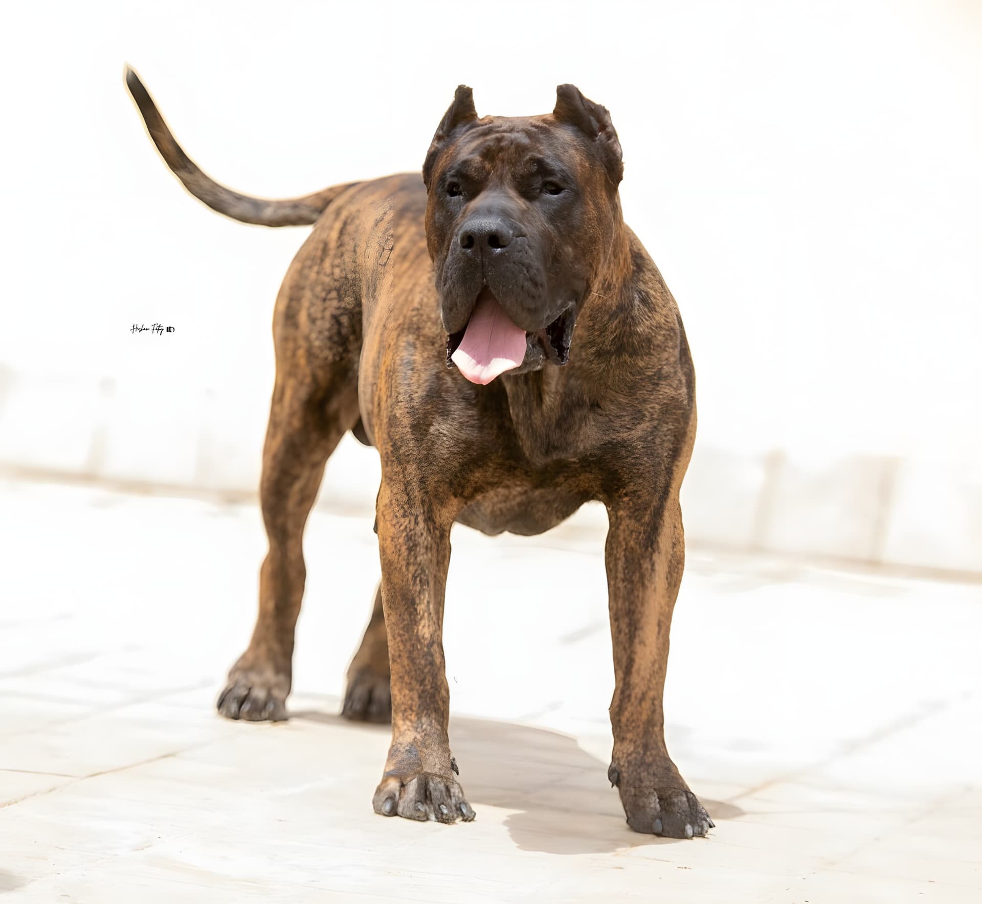 GRIZZLY DE MILKY WAY LUDUS 1